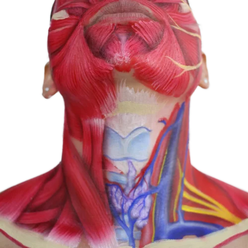 palpatoria (9)